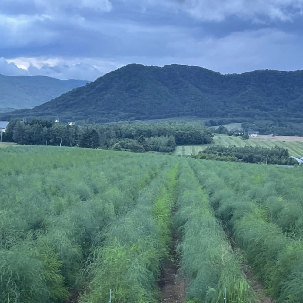 北海道赤井川村の有機極上アスパラセット｜グリーンアスパラ2L〜3L 400g ＋ ホワイトアスパラ3L 400g