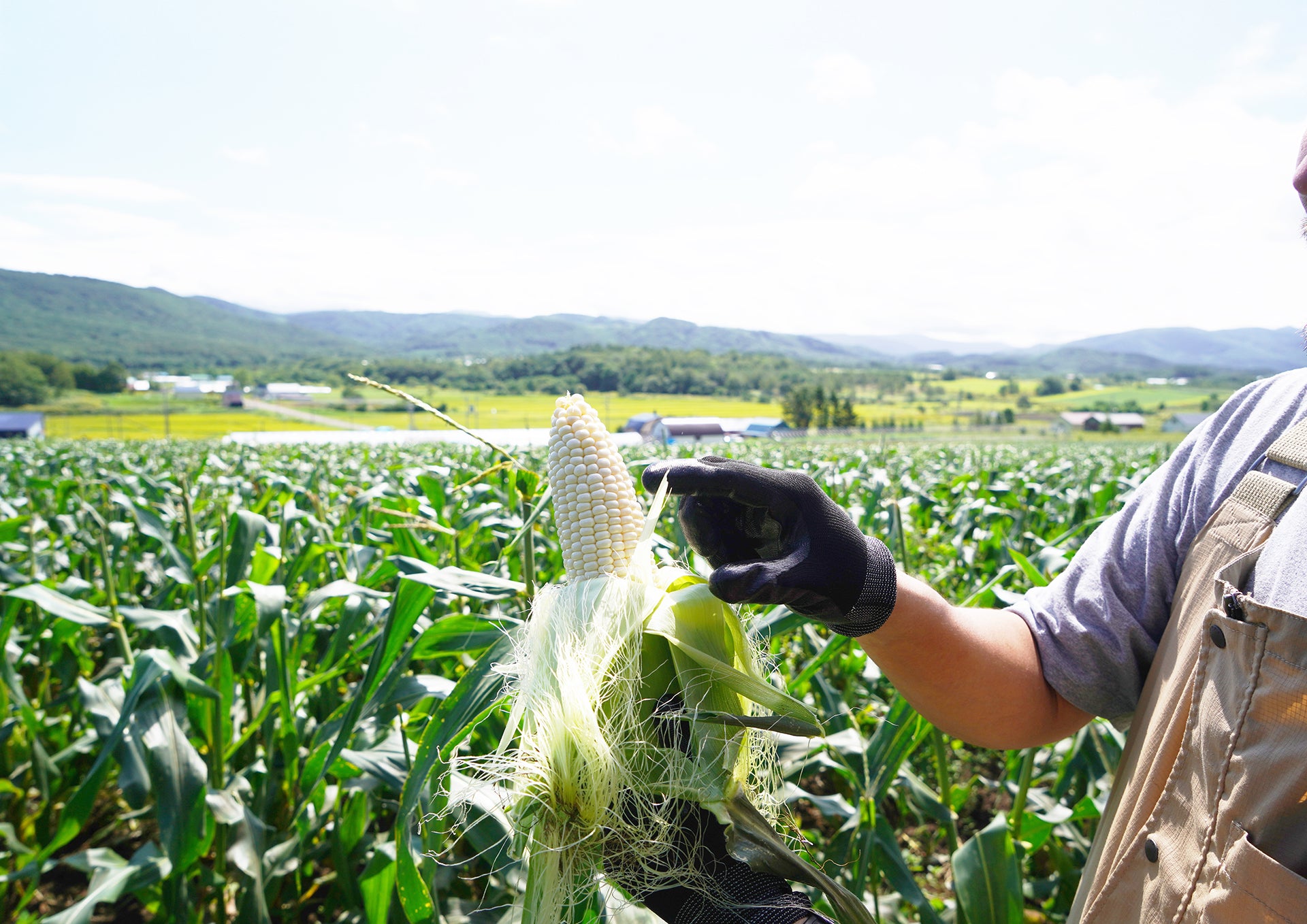 白いとうもろこし – INAZO